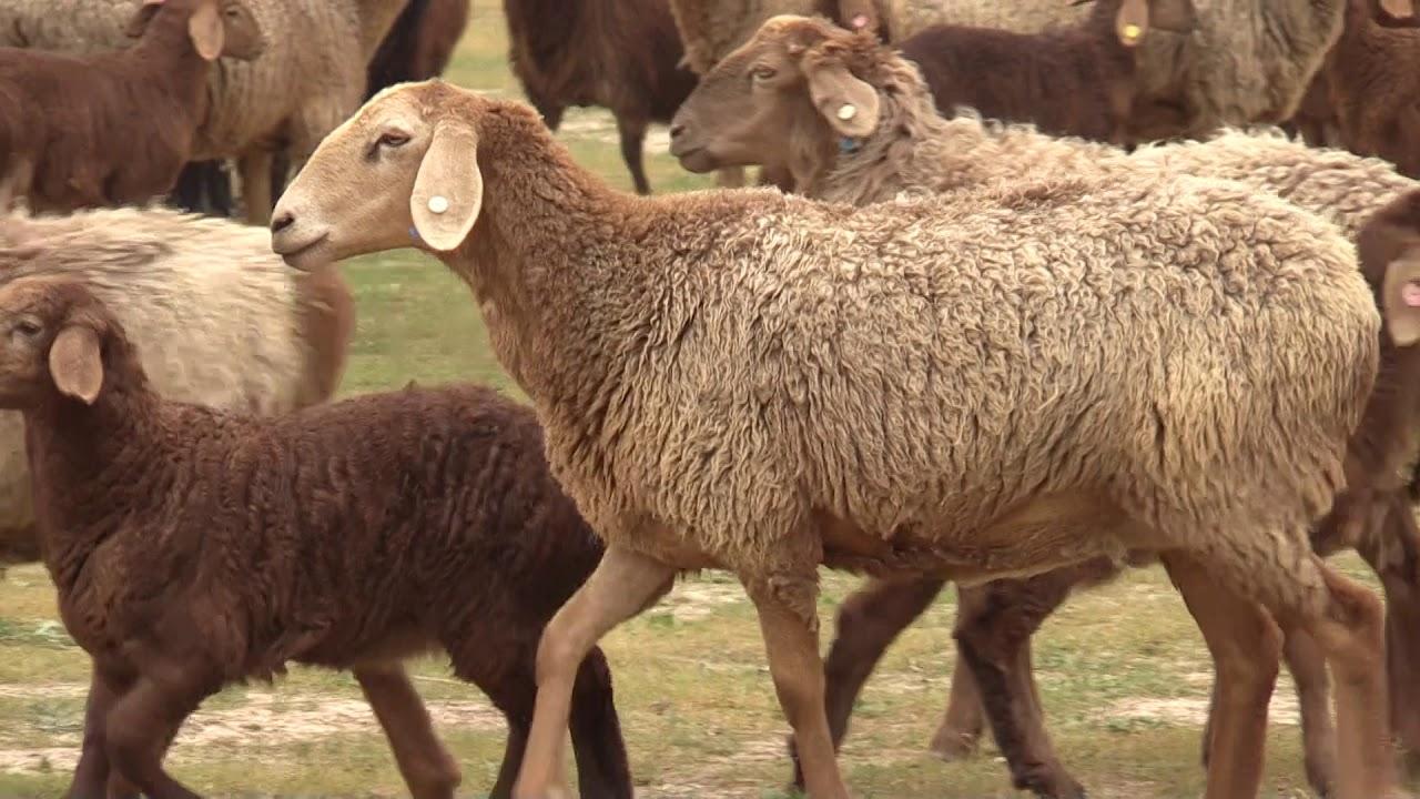 Племенной овцеводческий репродуктор стоимостью 600 млн тенге построят в Костанайской области 