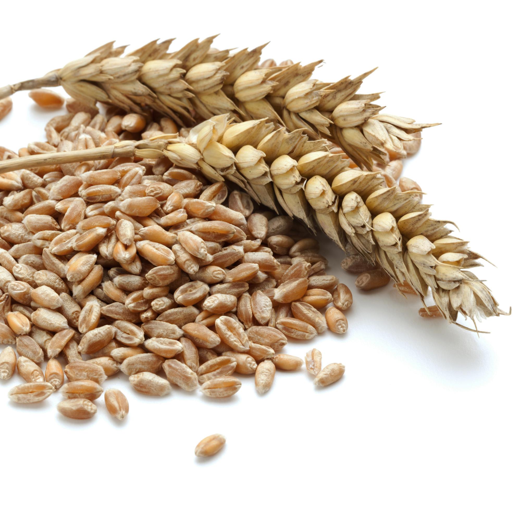 Экспорт проросшей пшеницы активизируется в ближайшие 2 месяца