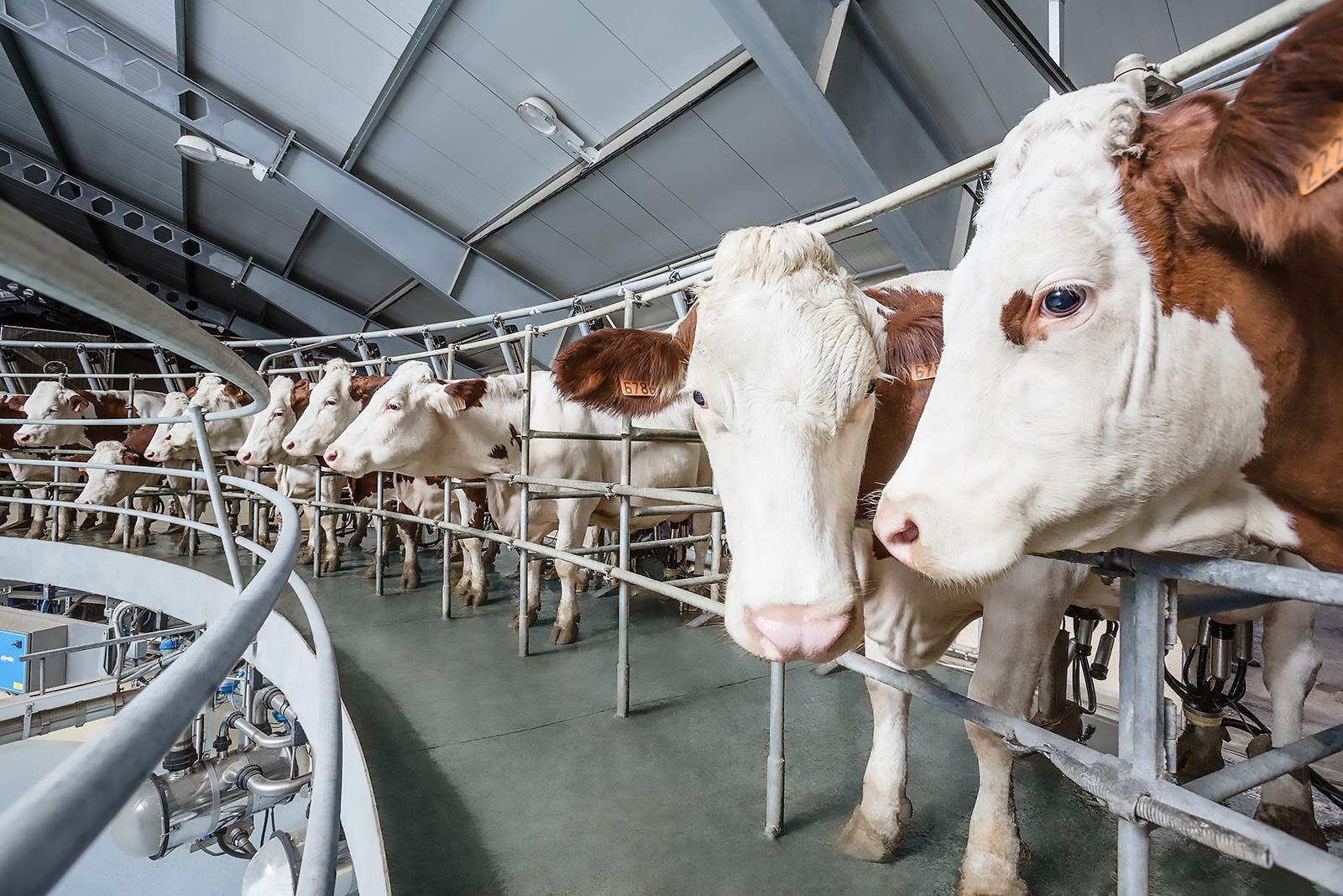 Молочно-товарную ферму стоимостью 8 млрд тенге введут в Павлодарской области весной