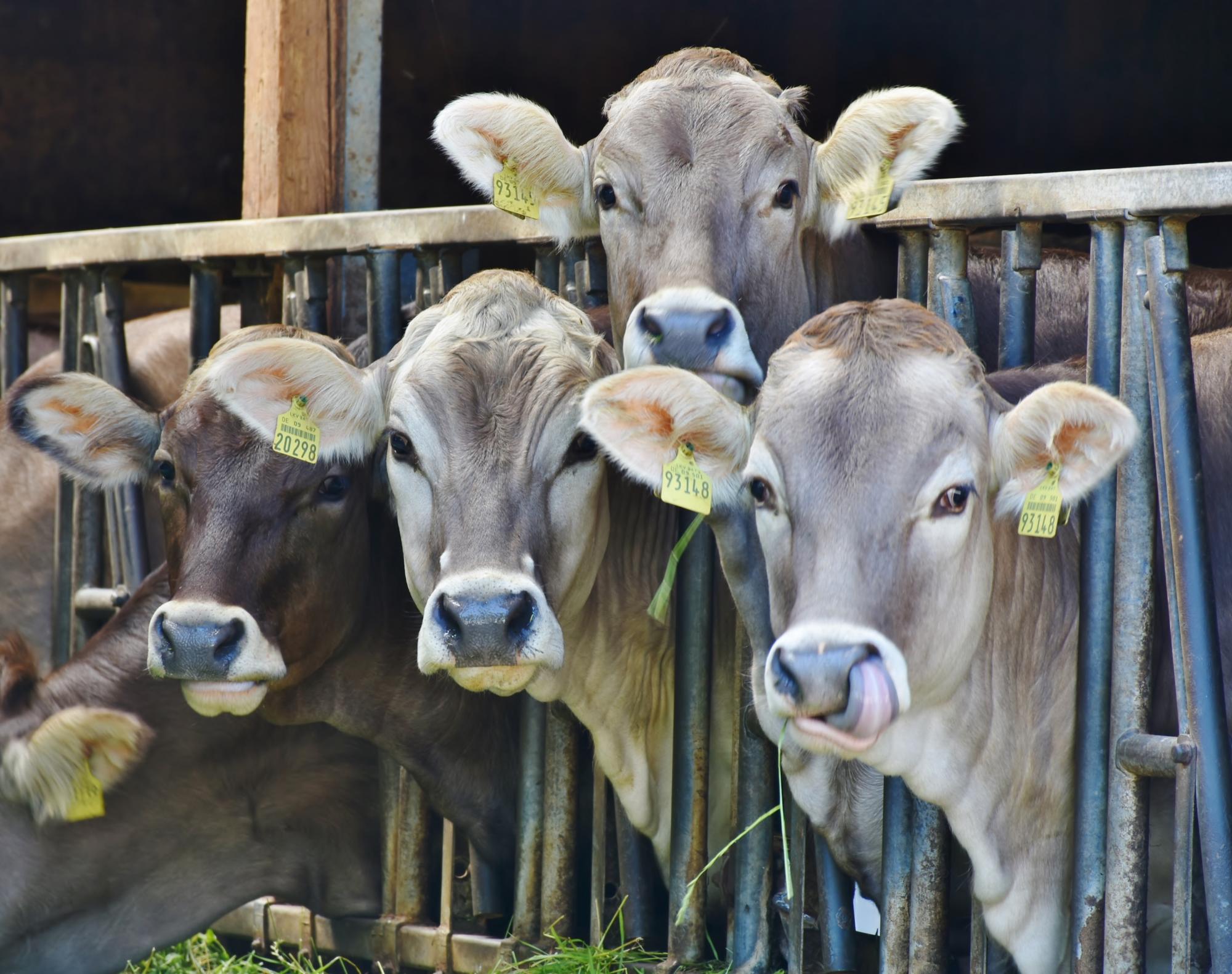 РК и РФ отменили взаимные ограничения на ввоз скота и мяса 