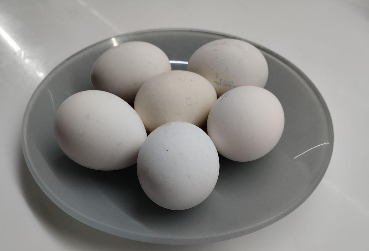 Казахстан смог бы обеспечить Россию яйцами, если бы не запрет правительства