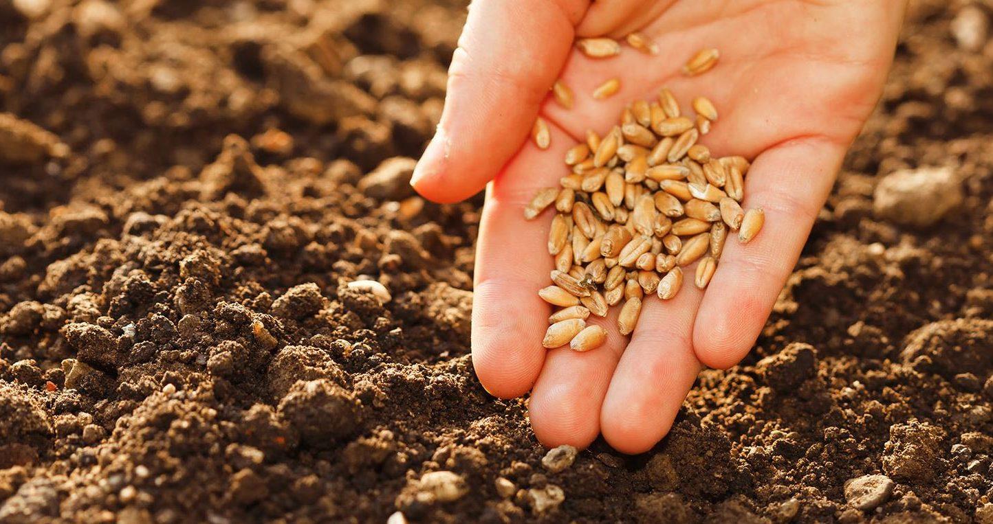 Дефицит семян в Казахстане составляет 800 тыс. тонн
