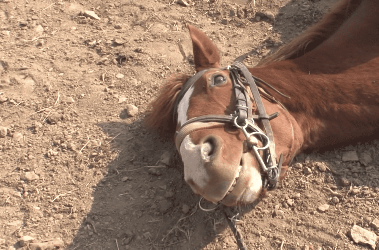 Лошади начали массово умирать еще в одном селе Карагандинской области 