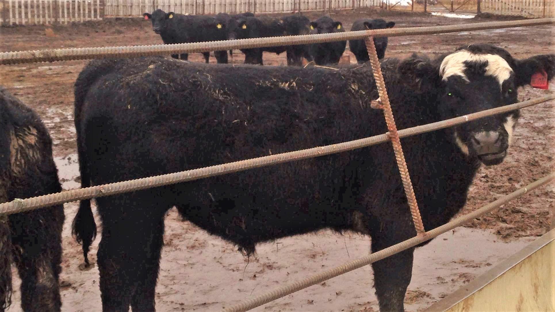 Бруцеллез выявлен у скота в Северном Казахстане