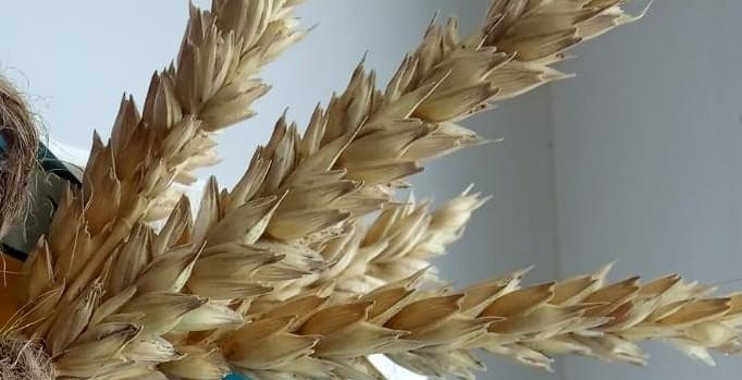 Ученые работают над созданием препаратов против грибка пшеницы на основе растений