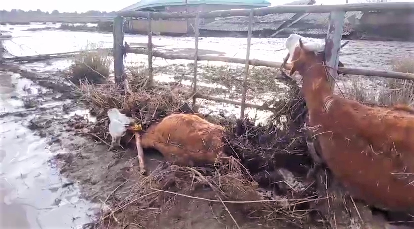 Гибнут целые стада. Как будет оцениваться гибель скота при паводке?