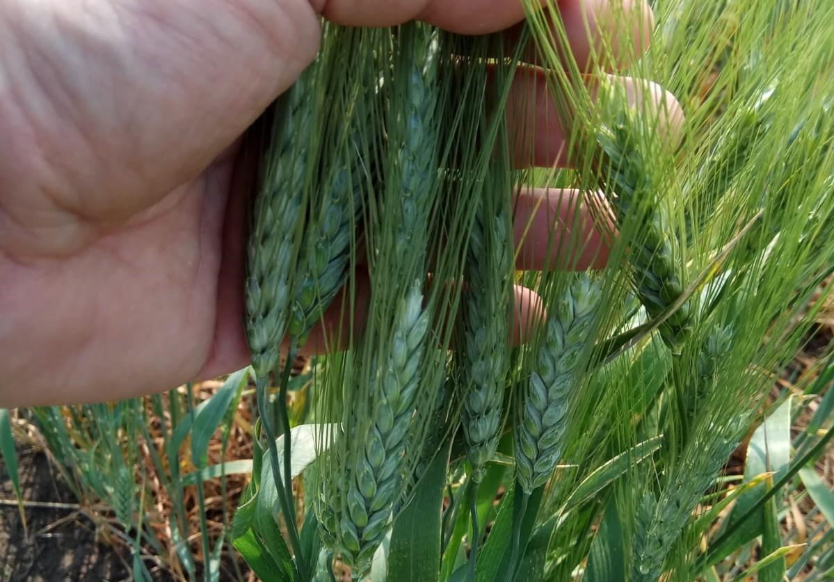 Для успешного «ухода от пшеницы» ученые рекомендуют применять мозаику сортов 