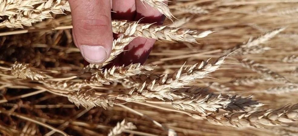 Демпинг цен на зерно нарастает в Казахстане