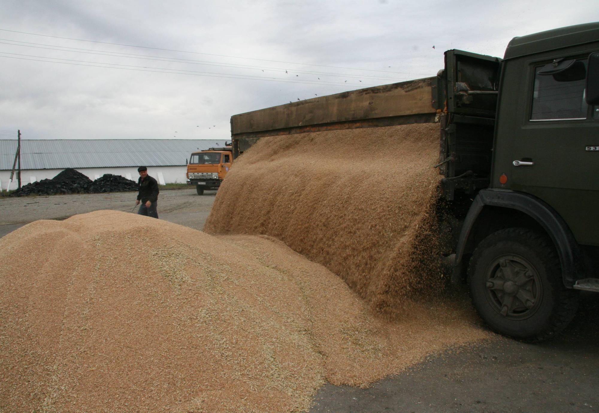 Мировые цены на зерно пшеницы снижаются третий месяц подряд