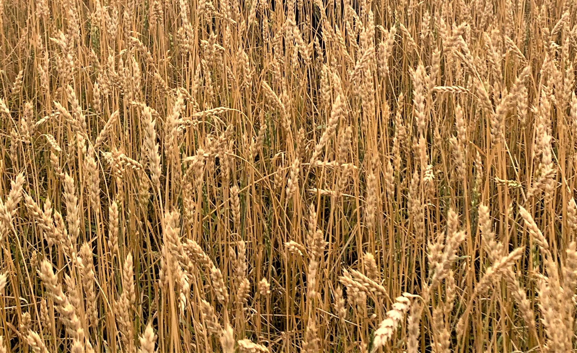 12,5 млн тонн зерна соберет Казахстан в 2024 – прогноз аналитиков 