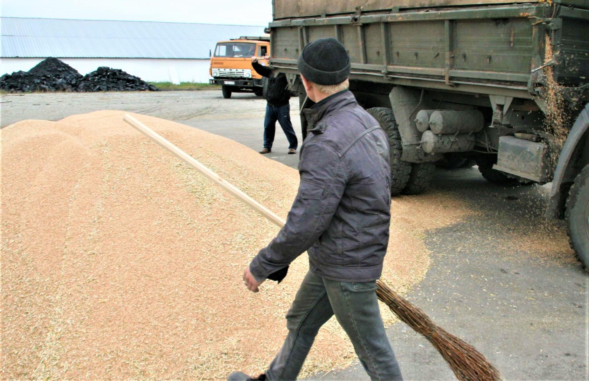 6 млн тонн продовольственного зерна осталось в Казахстане