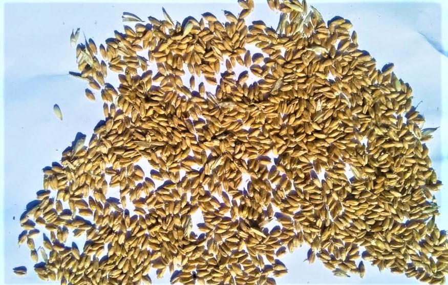 Склады с семенным зерном топит в Казахстане