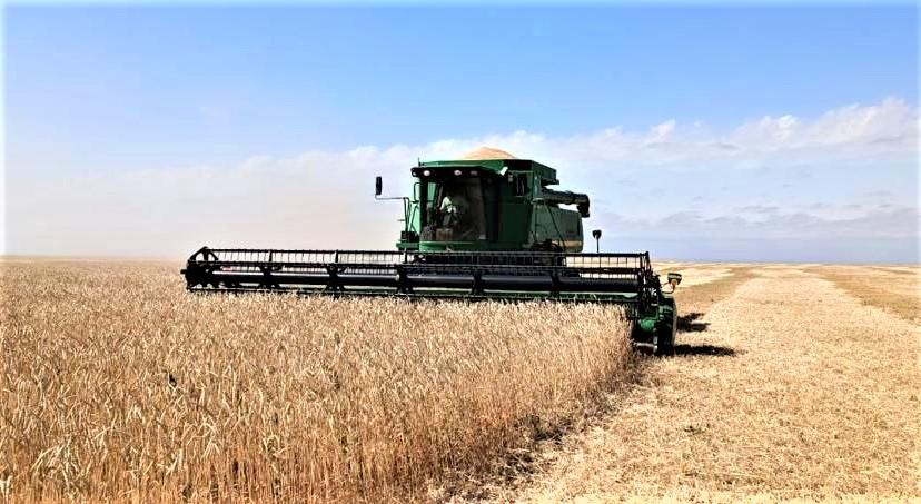 Российское зерно продолжает заходить в Казахстан, отмечается и рост завоза масличных