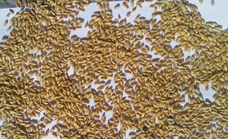 Сколько зерна в закромах Казахстана?