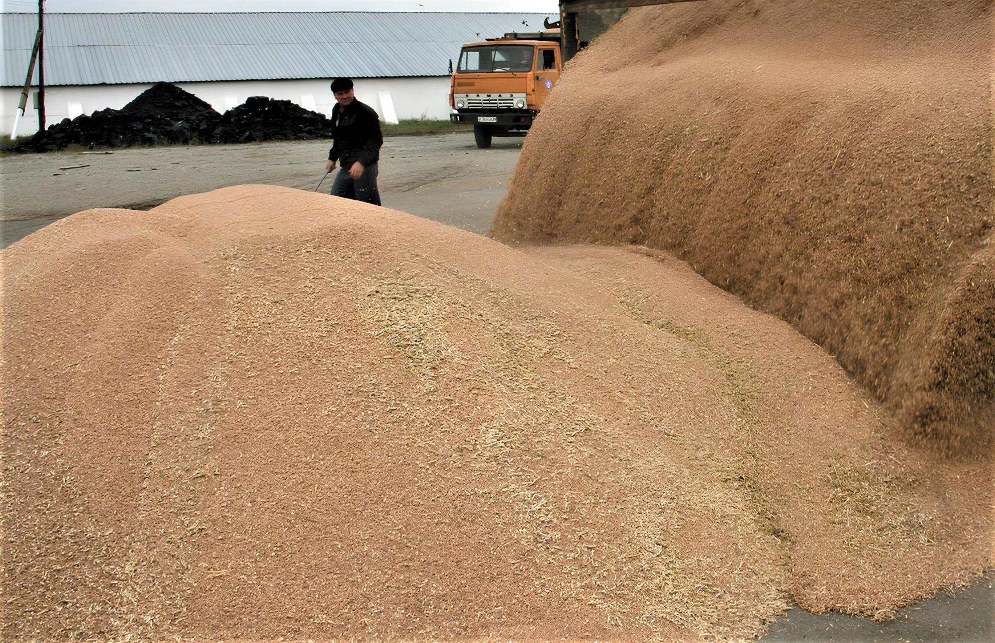 Казахстан потерял рынки целого ряда стран по зерну пшеницы