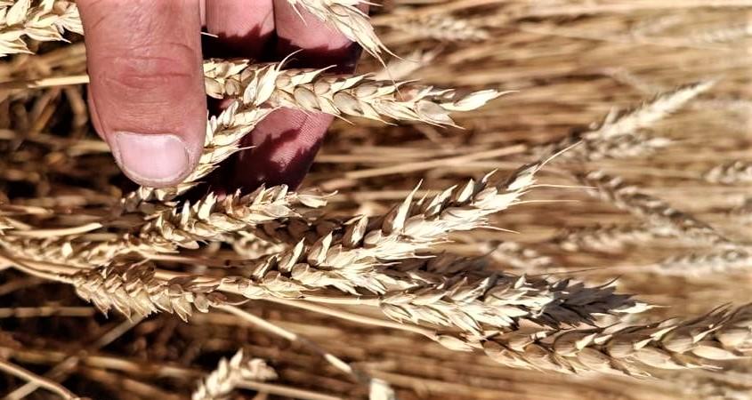 Казахстан нарастит объем экспорта зерна и муки в Афганистан