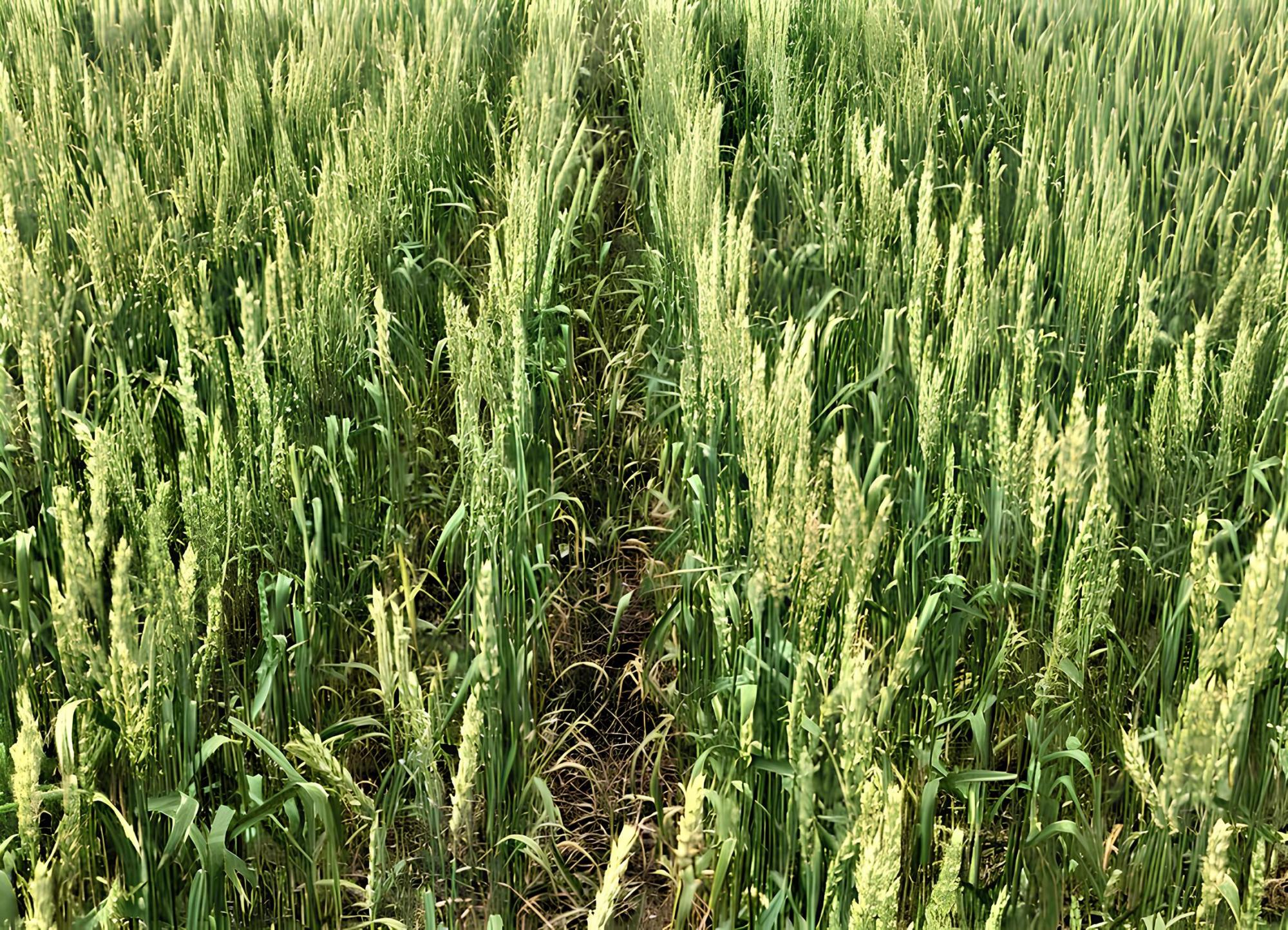 Мировые цены на пшеницу взлетели из-за гибели посевов в России