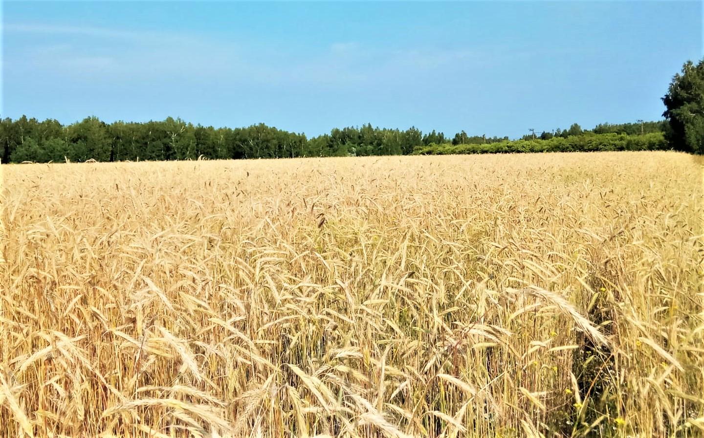Потеряет ли зерновой бизнес Казахстана европейские рынки?
