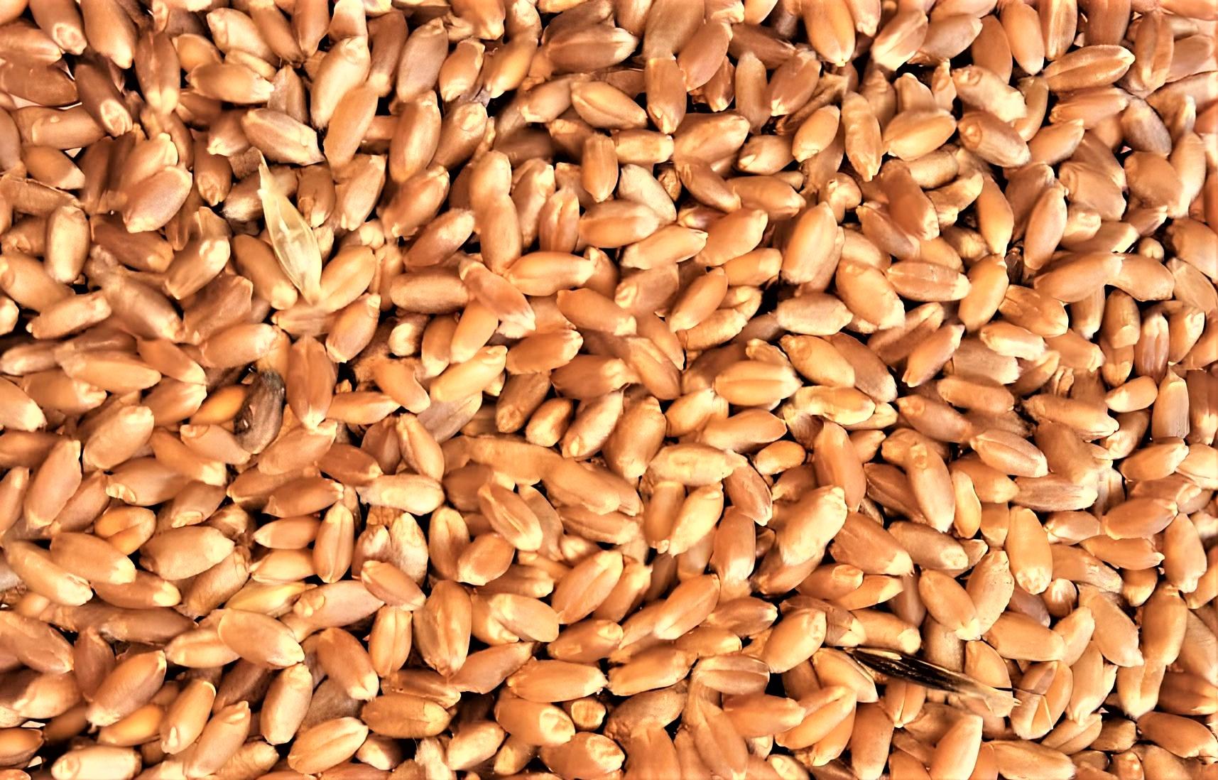 7,7 млн тонн зерна пшеницы осталось в Казахстане 