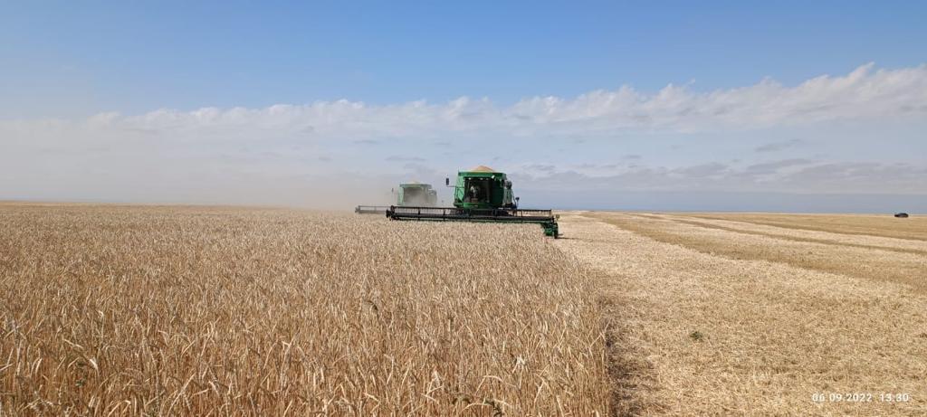 Цена на качественное зерно пшеницы снизилась за месяц в Казахстане