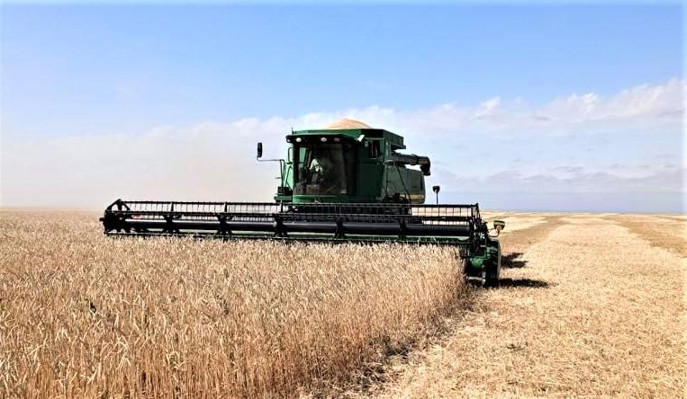 Пилотный проект по упрощенному возврату НДС зерновому бизнесу начался в Казахстане