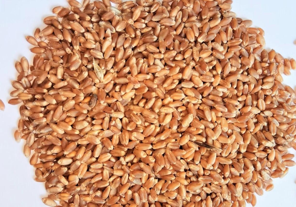 Казахстанскую пшеницу начнут активнее отправлять в Китай