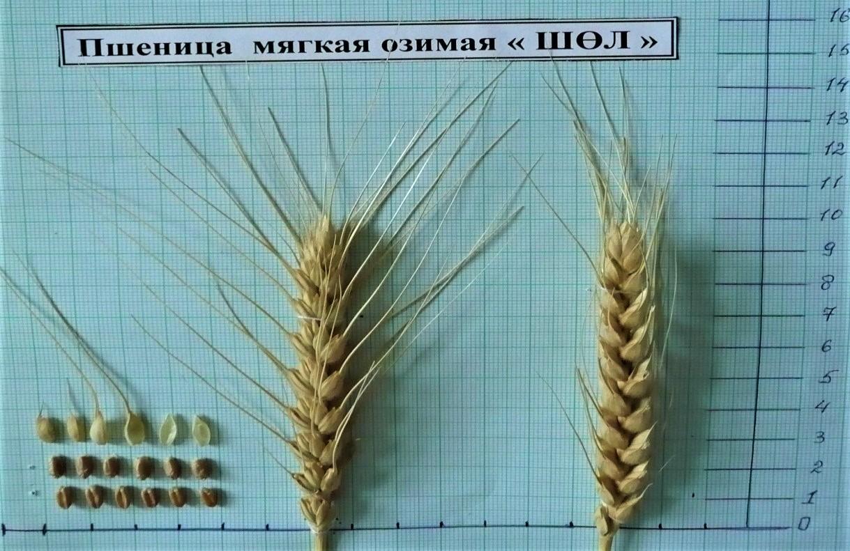Новый сорт озимой пшеницы вывели в Казахстане
