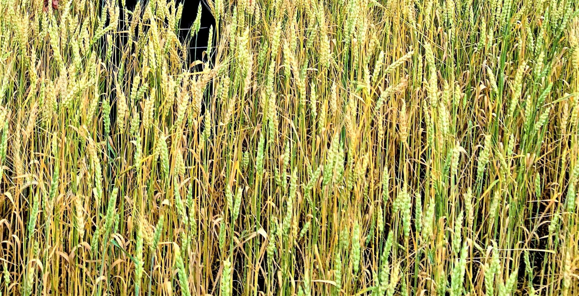 Снижение мирового объема производства пшеницы прогнозируют в новом сезоне