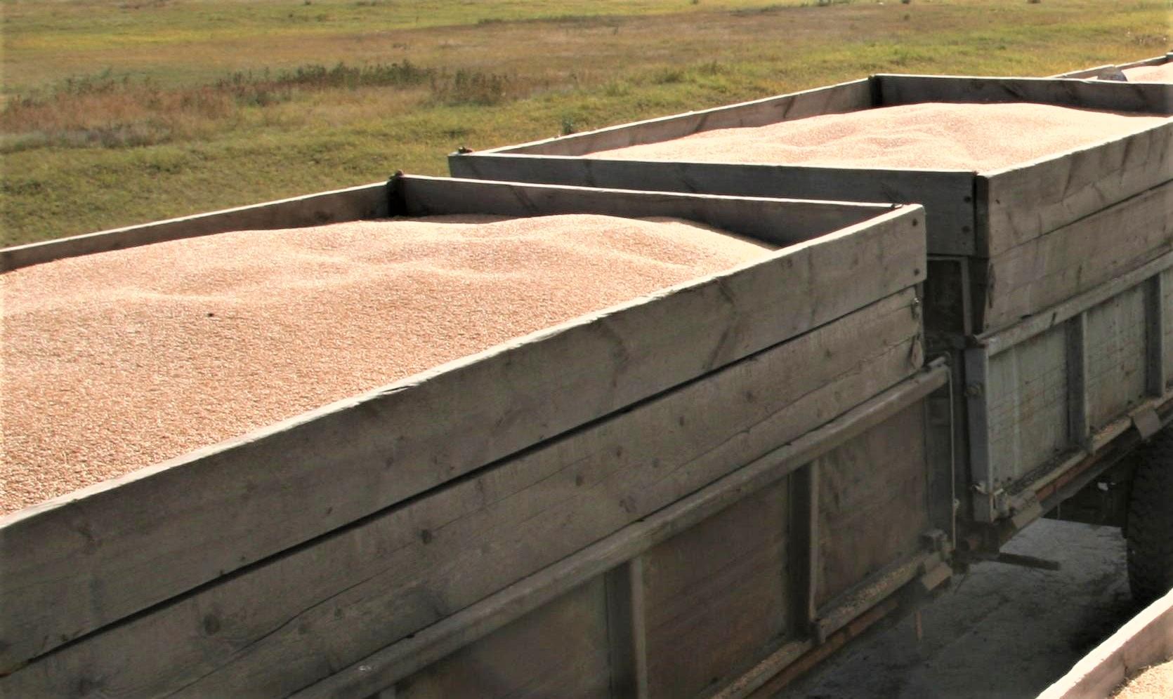 Китай начнет импортировать казахстанское зерно в бОльших объемах