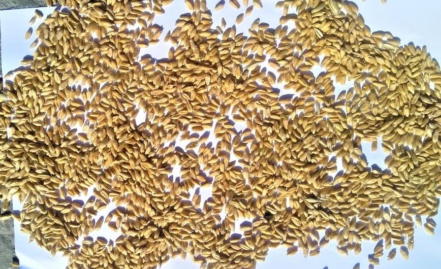 Официальные данные по ценам на зерно в Казахстане
