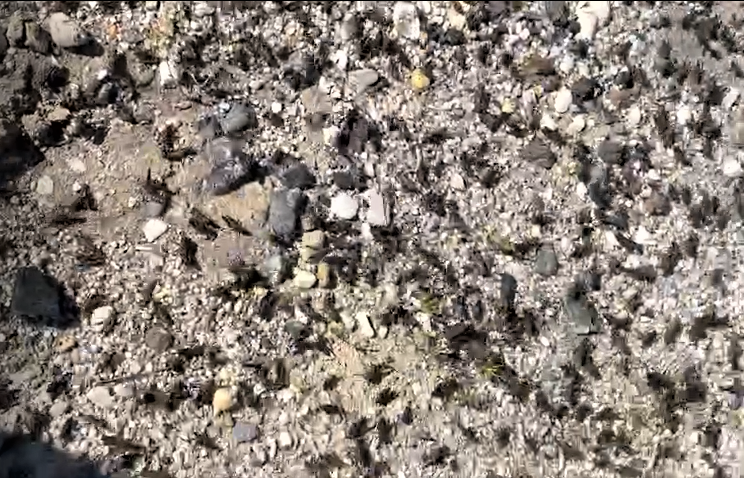 Полчища саранчи засняли на видео в зерносеющей Костанайской области 