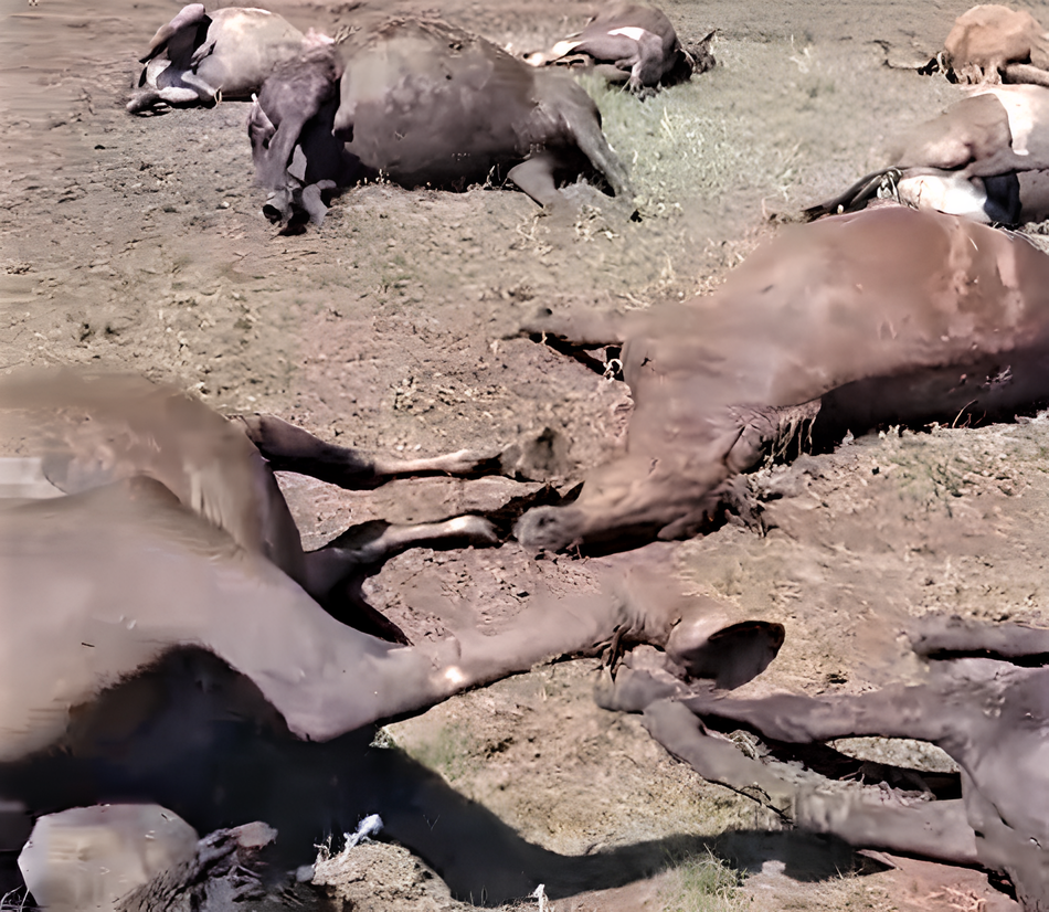 Лошади массового погибли в Акмолинской области