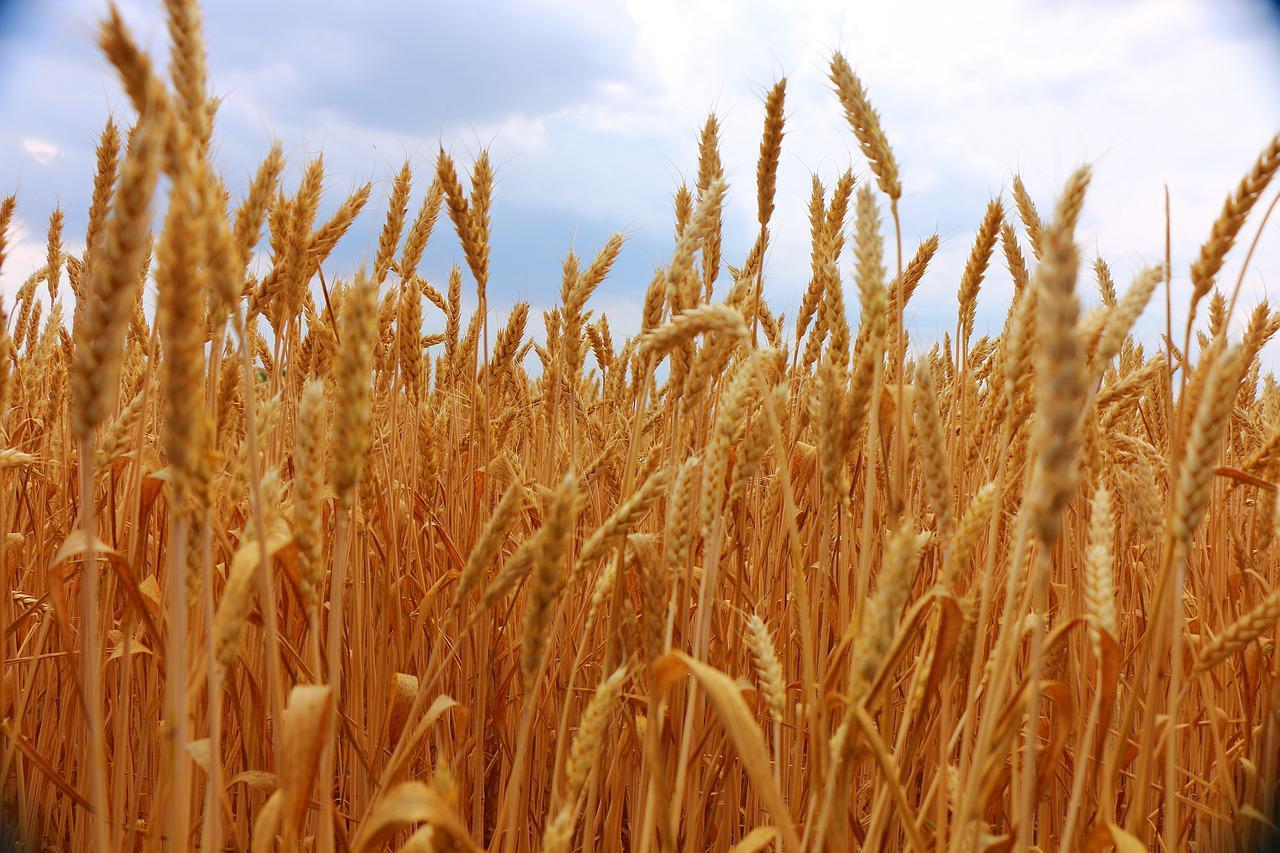 Власти РФ увеличат поддержку зернопроизводителей в случае дальнейшего падения цен