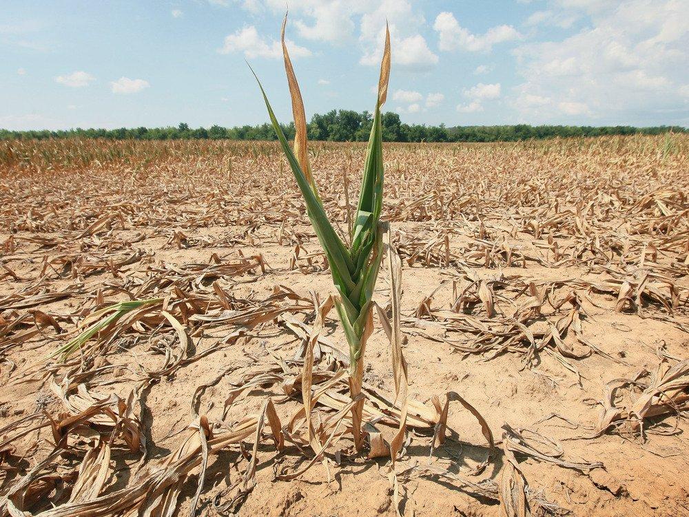 Кукуруза гибнет в Европе