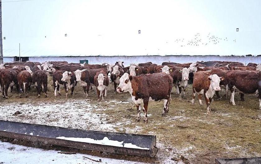 Новый тип безрогого скота на основе казахской белоголовой породы выводят в Казахстане