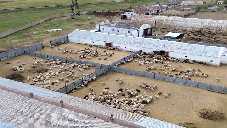 Комплекс по производству говядины стоимостью 77 млрд тенге начинают строить на севере Казахстана