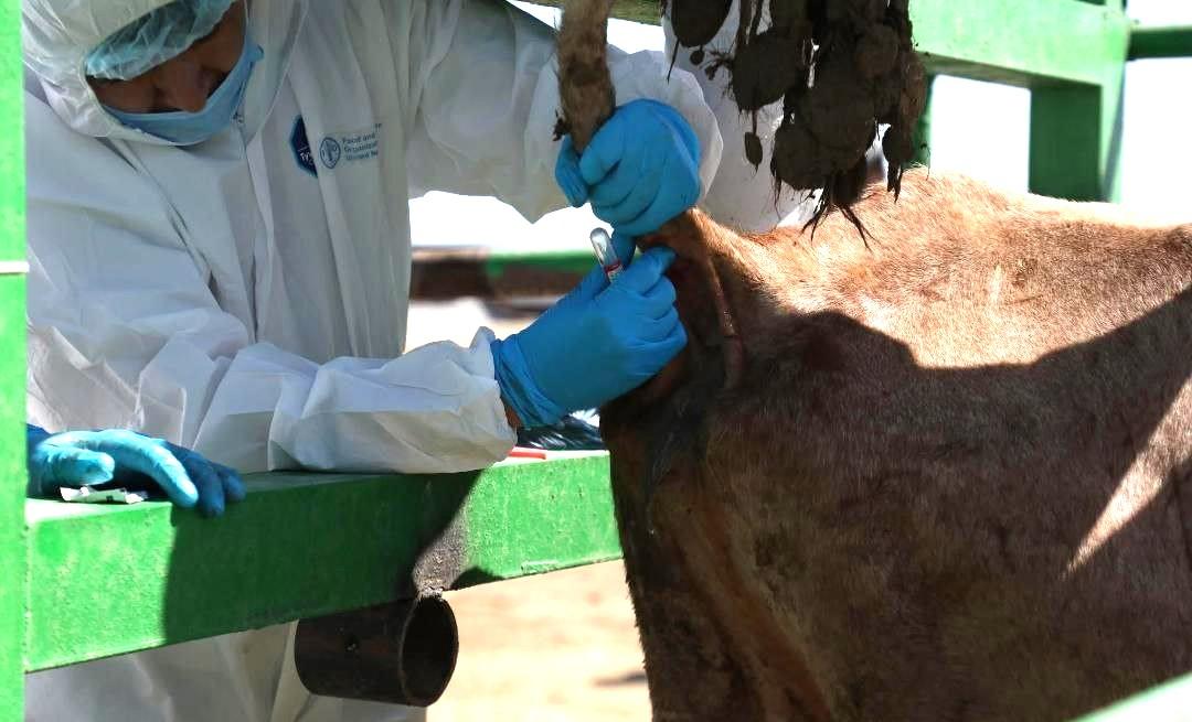 Казахстану удалось восстановить эпизоотическое благополучие по особо опасным заболеваниям - МСХ