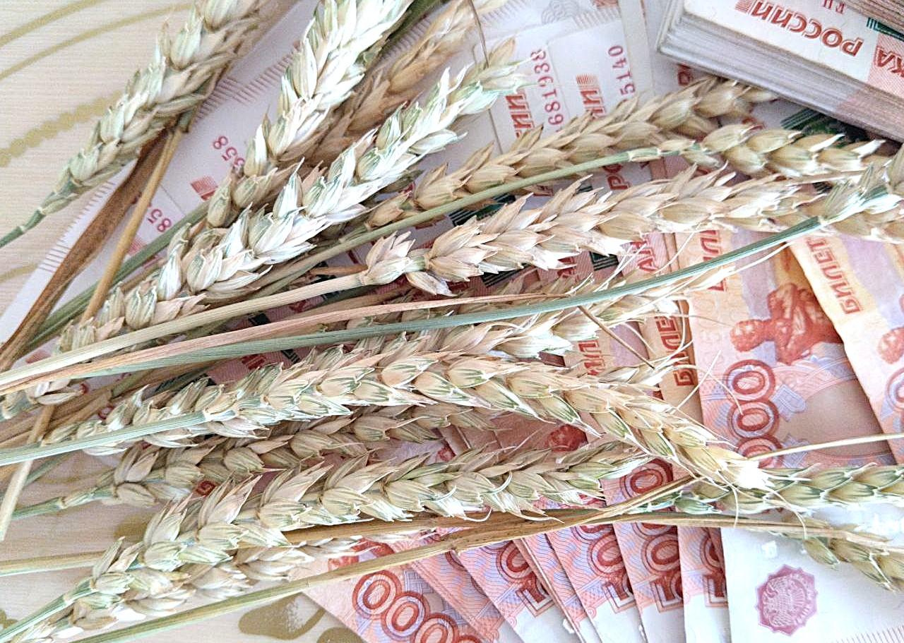 Российское зерно упало в цене до самого низкого уровня с осени 2024