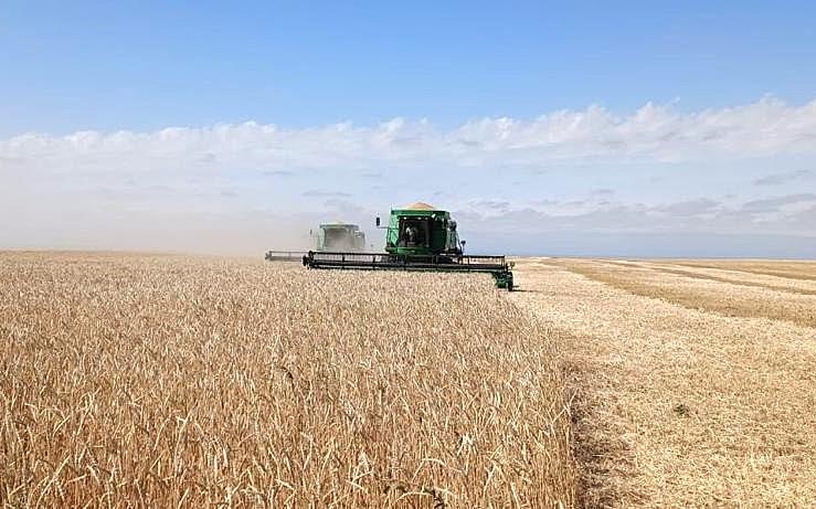 15,5 млн тонн зерна соберет Казахстан в 2025 – прогноз USDA