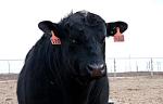 Животноводческий комплекс замкнутого производства с выпуском мясной продукции построят в центре Казахстана - превью