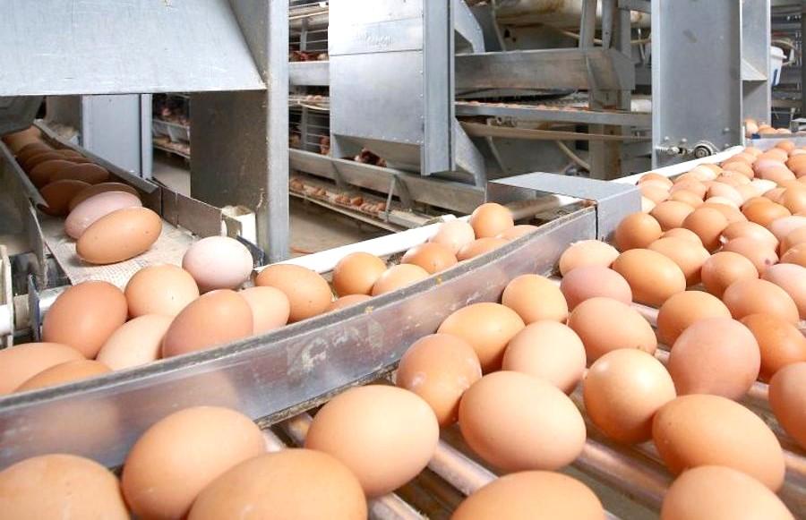 Иорданская компания построит птицефабрику и птицерепродуктор в Казахстане - изображение