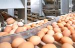 Иорданская компания построит птицефабрику и птицерепродуктор в Казахстане - превью