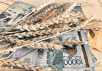 Цены на новый урожай спрогнозировал Зерновой Союз Казахстана - превью