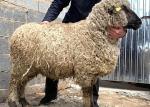 Шерсть и шкуры скота по-прежнему гниют в Казахстане. Обязать все регионы открыть предприятия переработки требуют депутаты - превью
