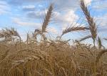 Уборка зерна почти завершилась в Казахстане - превью