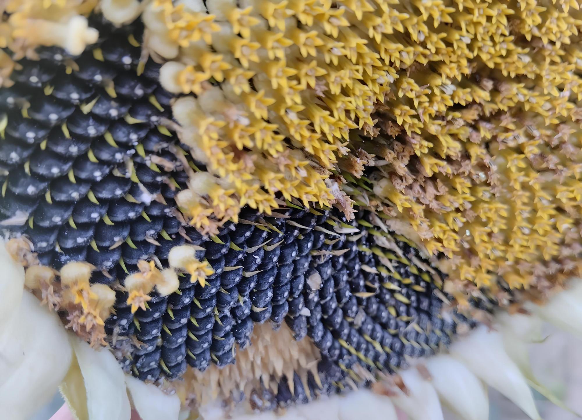 Дефицита не будет. Пошлину на экспорт подсолнечника требуют исключить в Казахстане - изображение