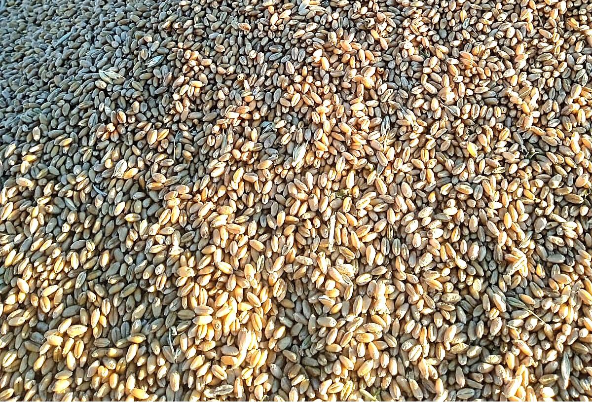 Став единым импортером зерна, Продкорпорация ограничит конкуренцию на рынке  - изображение