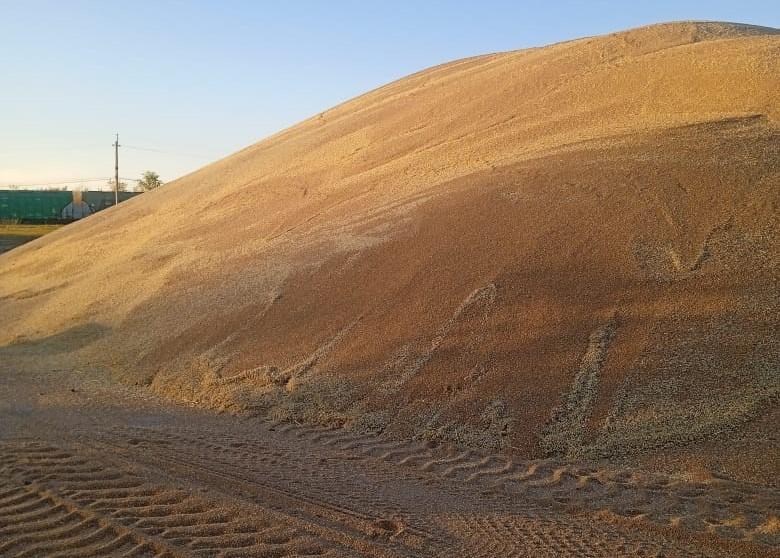 Самый высокий урожай зерна и масличных за последние 13 лет собрали в Акмолинской области - изображение
