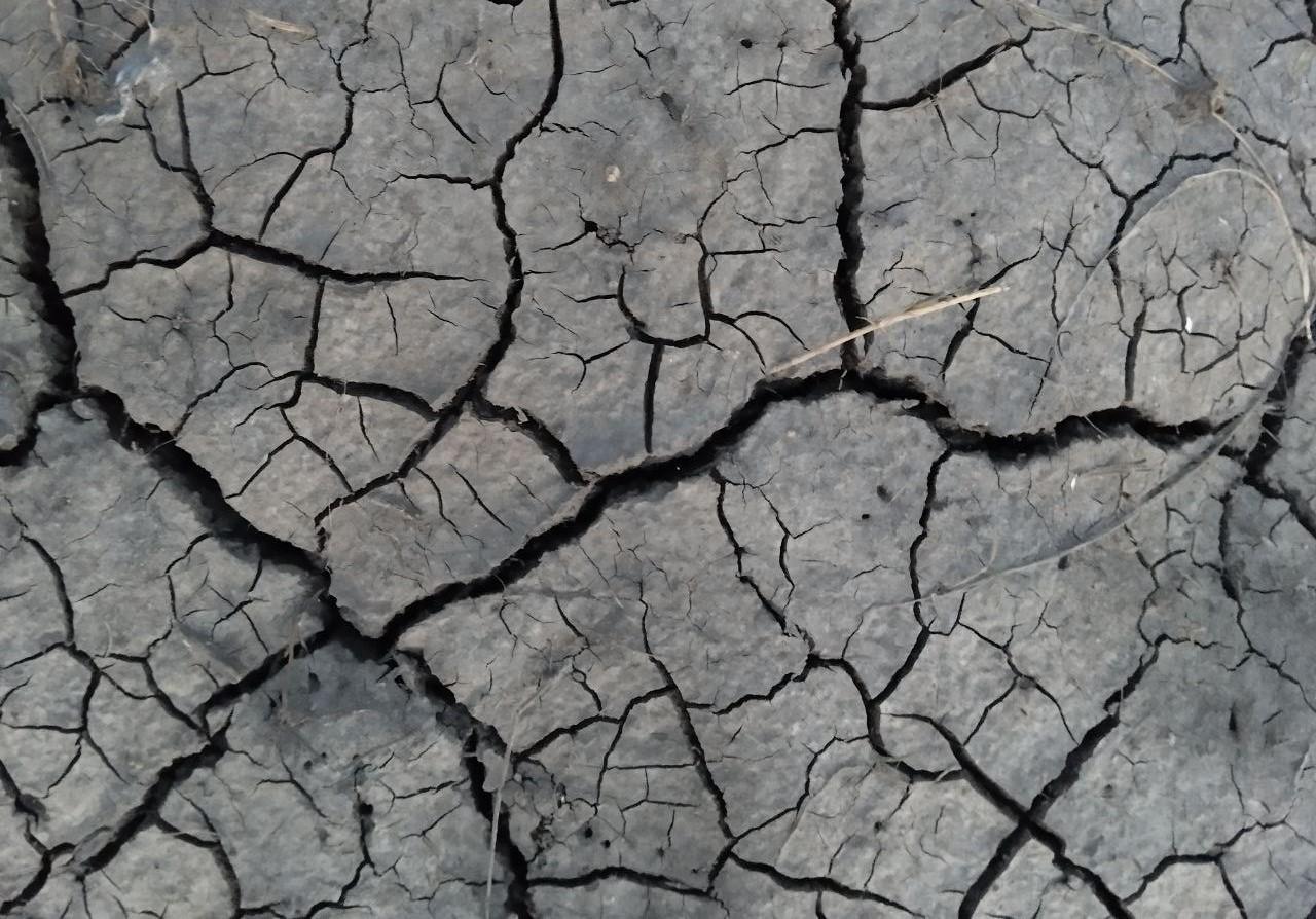 Свыше 80 тыс. га посевов зерновых и масличных погибло от засухи этим летом - изображение