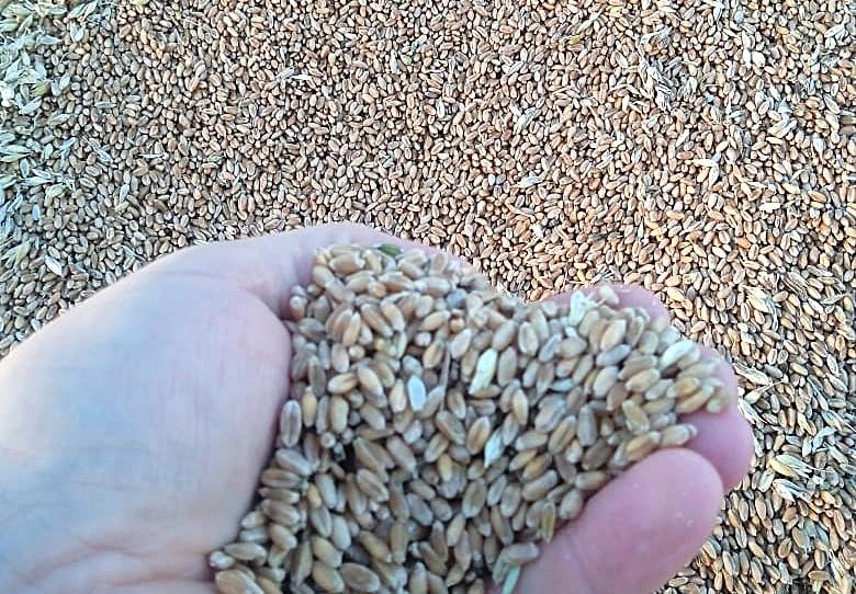 Приостановить торговлю пшеницей Hi-pro до более выгодных цен рекомендуют аграриям - изображение